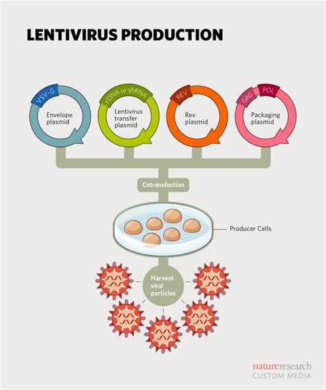 lentivirus vector production